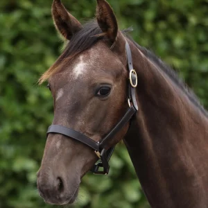 Yearling Headcollar 1" Dark Havana