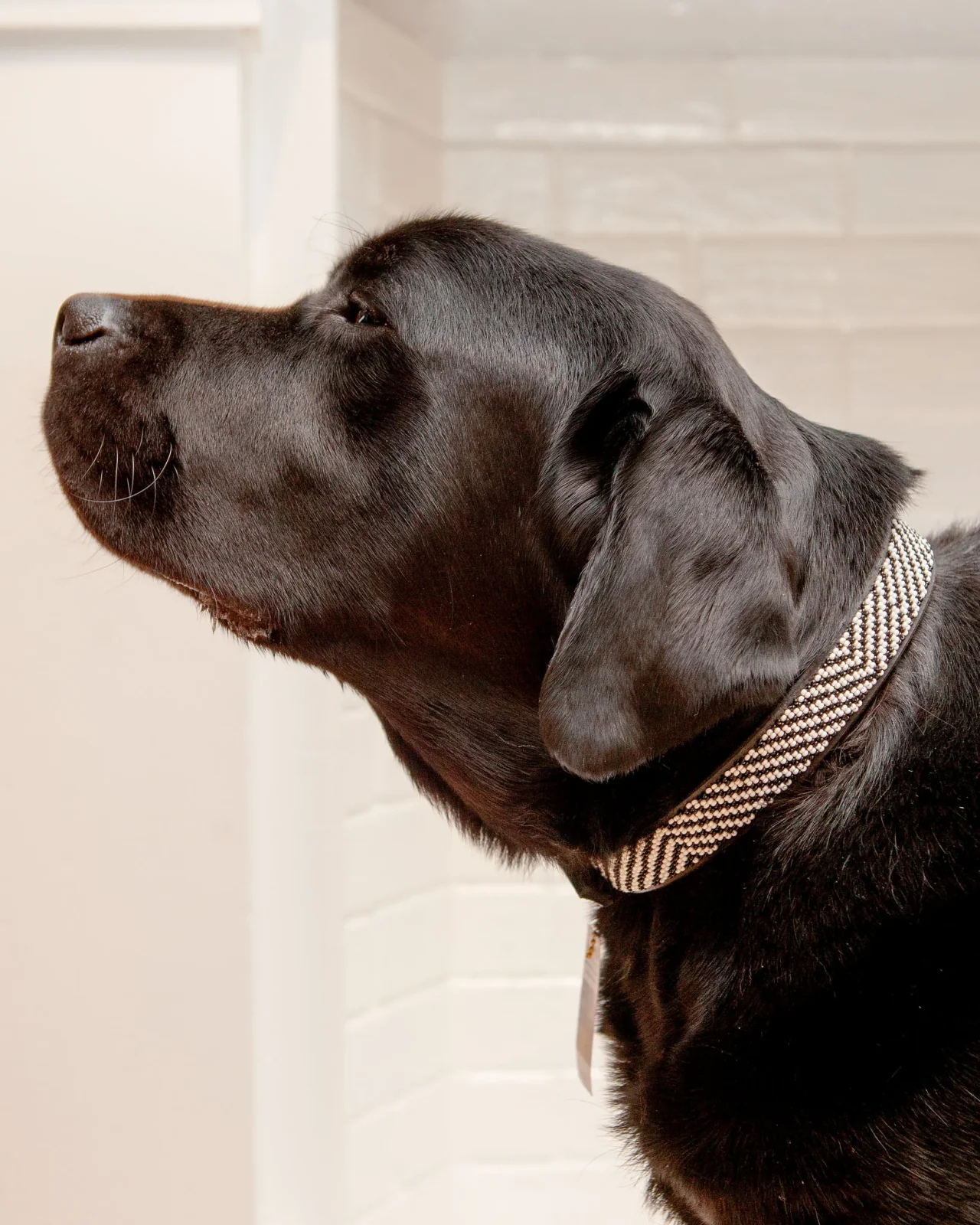 Zebra Pattern Black & White Beaded Dog Collar(FINAL SALE) - Image 2