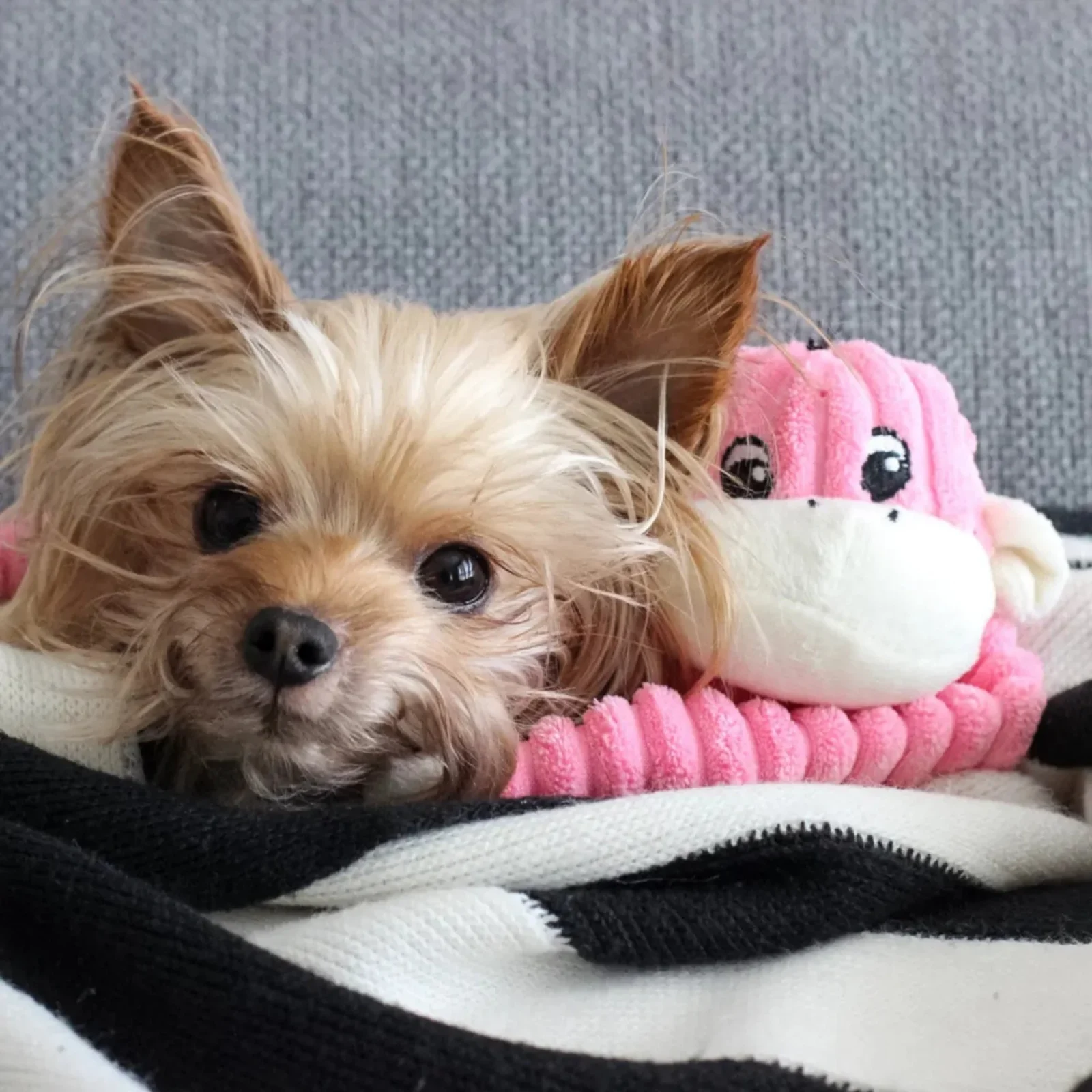 ZippyPaws Spencer the Crinkle Monkey Dog Toy Pink Small - Image 2