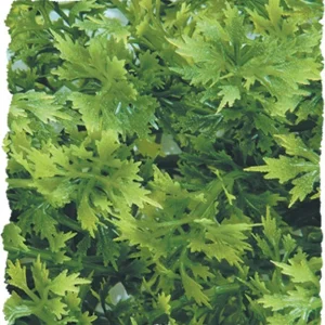 Zoo Med Natural Bush Australian Maple Plants, Green, 14 in, Small