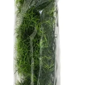 Zoo Med Natural Bush Cashuarina Plants, Green Large