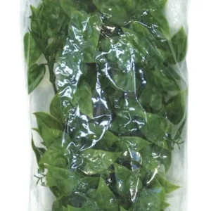 Zoo Med Natural Bush Mexican Phyllo Plants, Green, 18 in, Medium