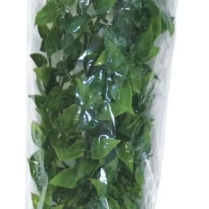 Zoo Med Natural Bush Mexican Phyllo Plants, Green, 22 in, Large
