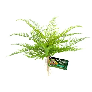 Zoo Med Naturalistic Flora Lace Fern Terrarium Plant, Green, Tan