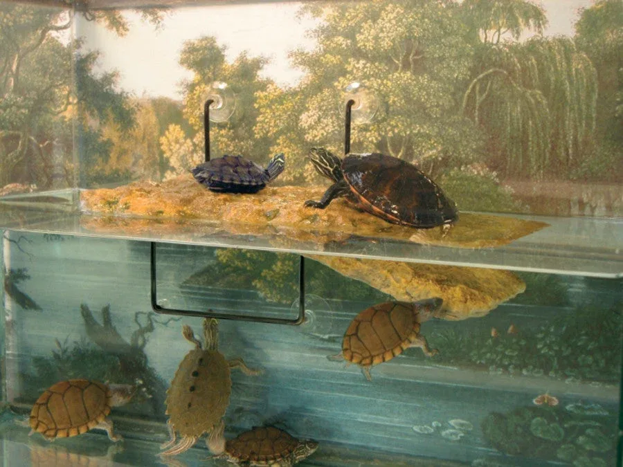 Zoo Med Turtle Dock Basking Platform, Brown Medium - Image 2